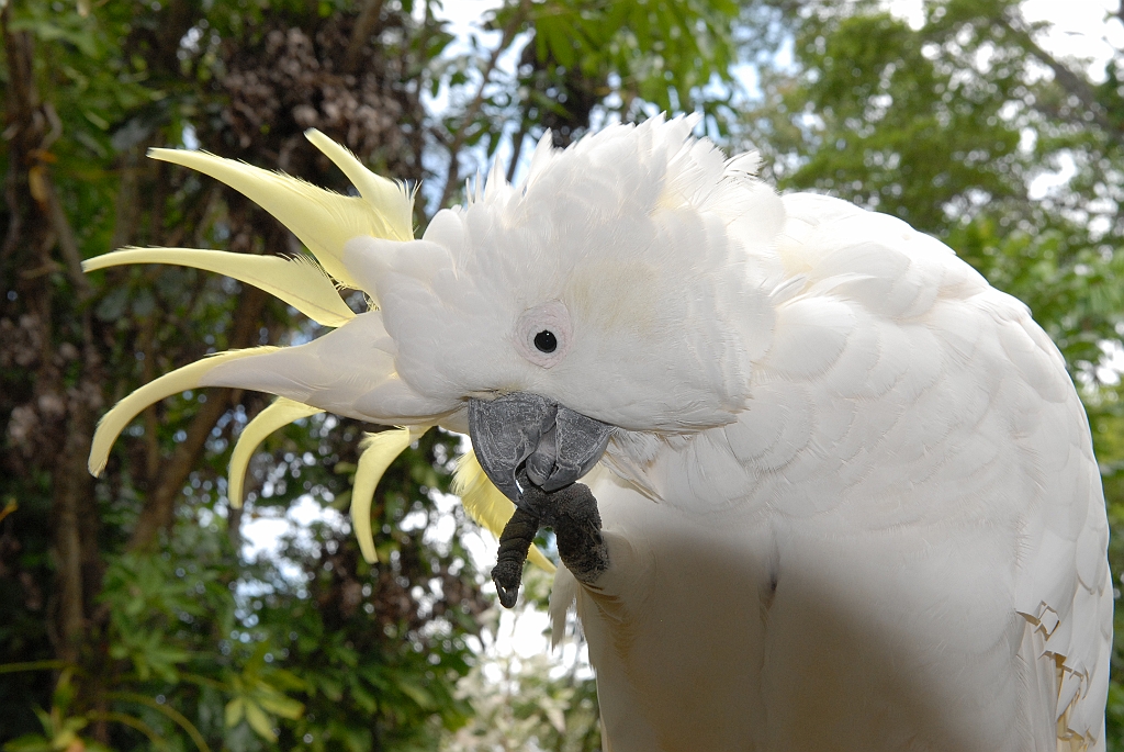0097 Cairns Tropical Zoo.jpg